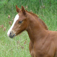 Things for Quarter Horse mare owners to know