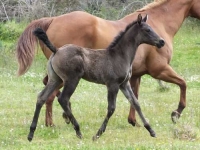 Filly - Kawatiris Candy Cane