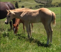 GB Bound To Step – colt