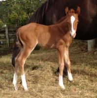 GB Ruf Wimpette – filly