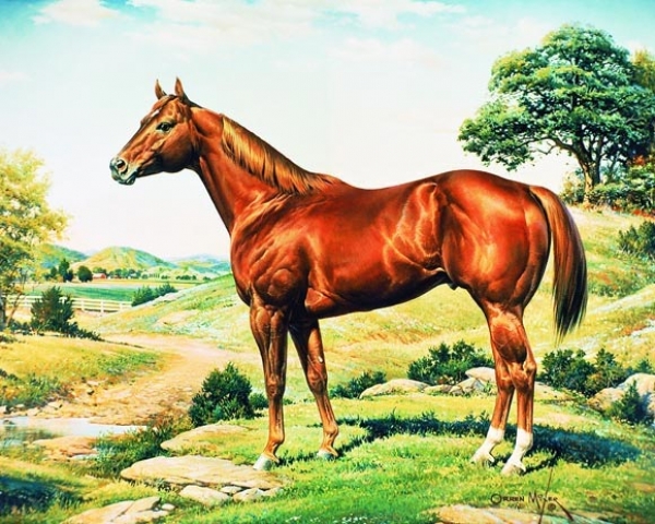 About the American Quarter Horse
